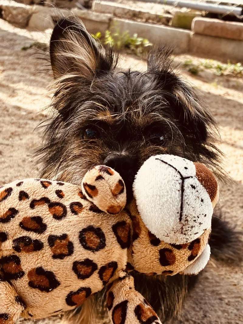 Spicy Tuna Roll thumbnail 2