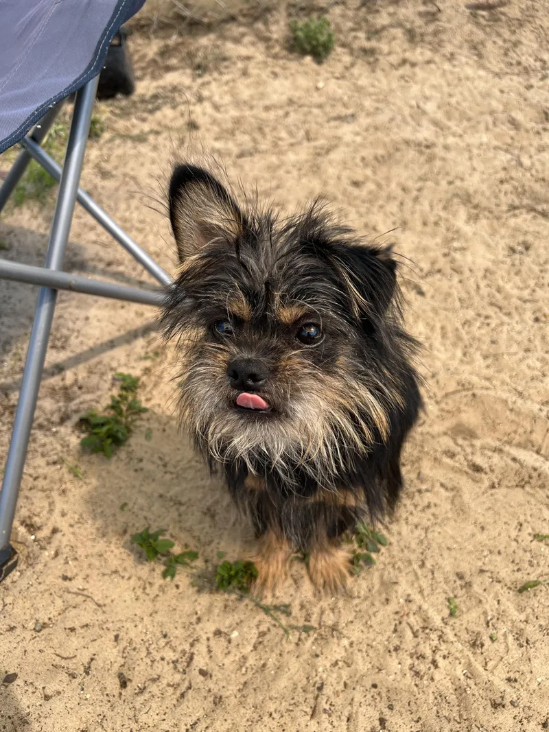 Spicy Tuna Roll thumbnail 3