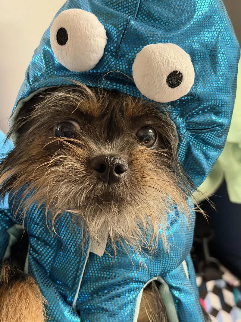 Spicy Tuna Roll thumbnail 4