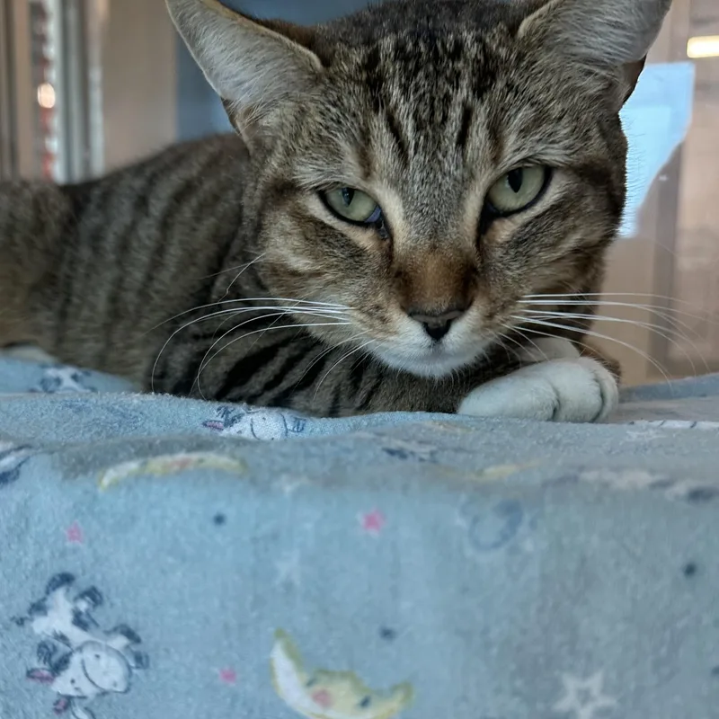 A young medium-sized female Tabby (Brown / Chocolate) Domestic Short Hair cat named Agave for adoption in Manassas, VA