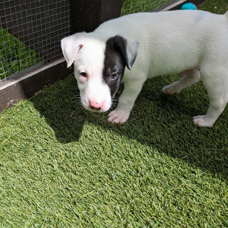 A baby medium-sized male White / Cream Mixed Breed dog named Marshall for adoption in LOXAHATCHEE, FL