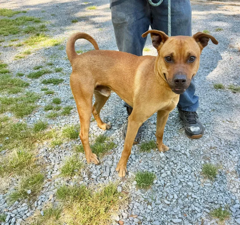 An adult medium-sized male Mixed Breed dog named Modello for adoption in Elizabethtown, NC