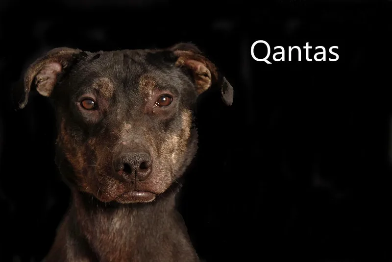 Qantas