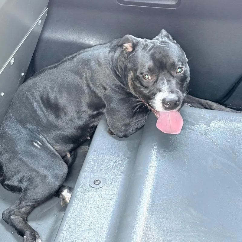 An adult medium-sized female Black Mixed Breed dog named Fox for adoption in Philadelphia, PA