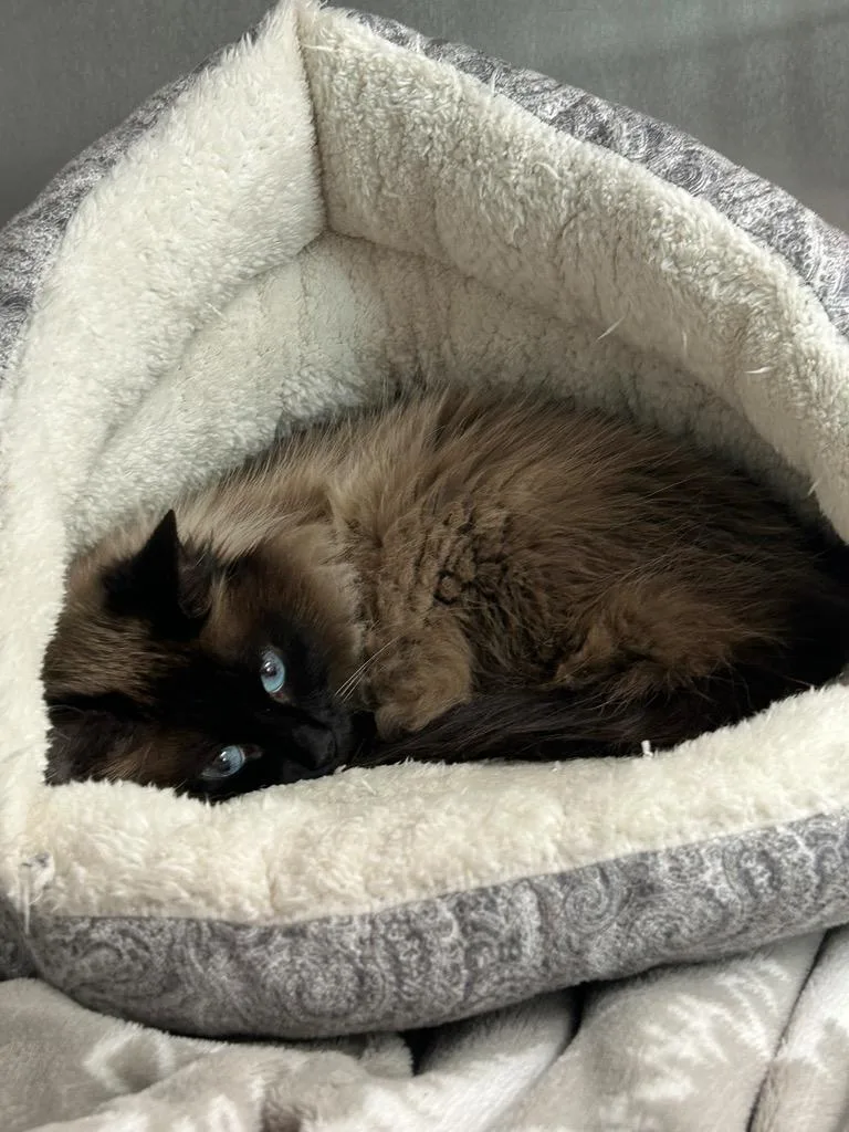 An adult small-sized female Domestic Short Hair cat named Ashey for adoption in Sandy, UT