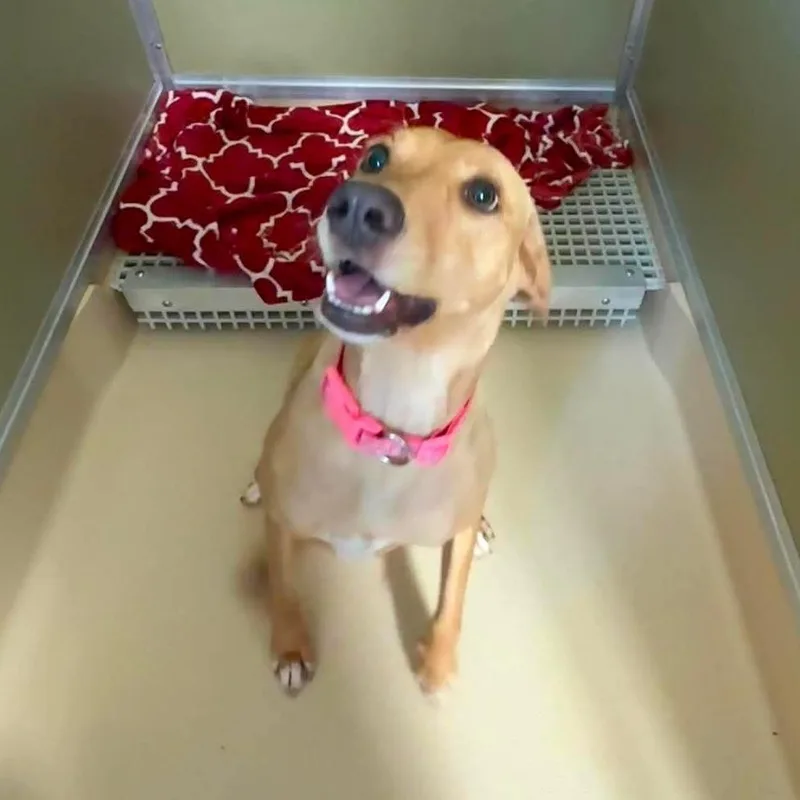 A young medium-sized female Yellow / Tan / Blond / Fawn Mixed Breed dog named Lo Mein for adoption in Aldie, VA