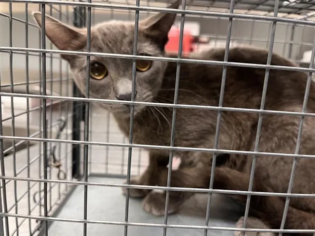 A young small-sized female Domestic Short Hair cat named Skai for adoption in Las Vegas, NV