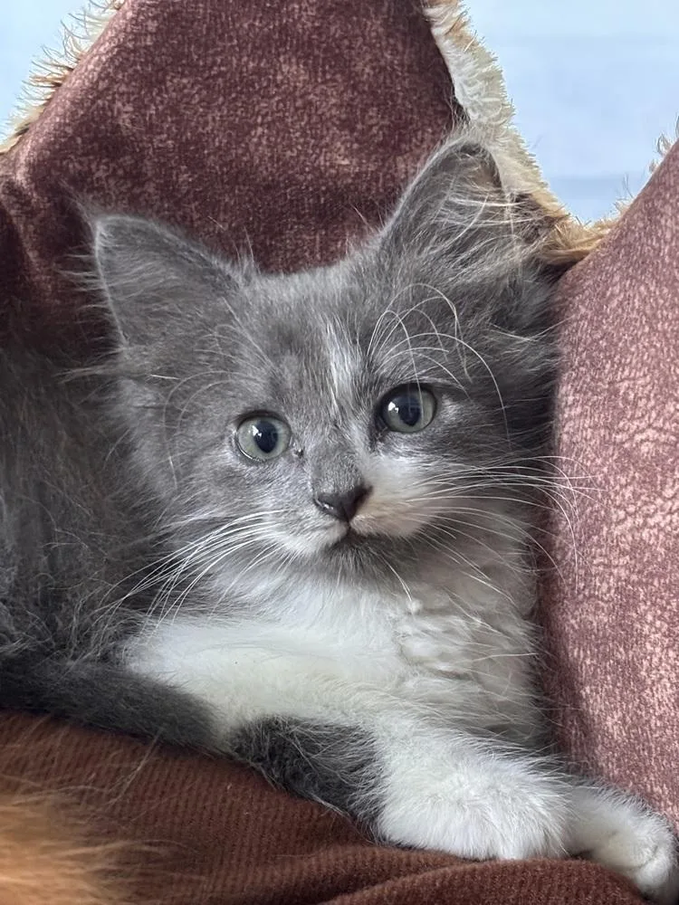 A baby small-sized male Domestic Medium Hair cat named Tenderoni for adoption in Saint Augustine, FL