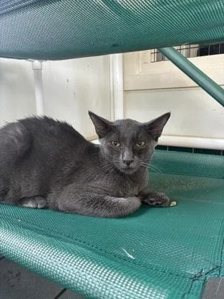 A young small-sized male Domestic Short Hair cat named Nimbus for adoption in Honolulu, HI