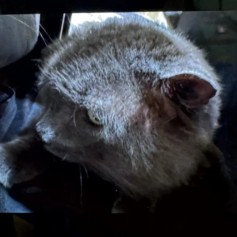 An adult large-sized male Gray / Blue / Silver Domestic Short Hair cat named Sloth for adoption in Winston-Salem, NC