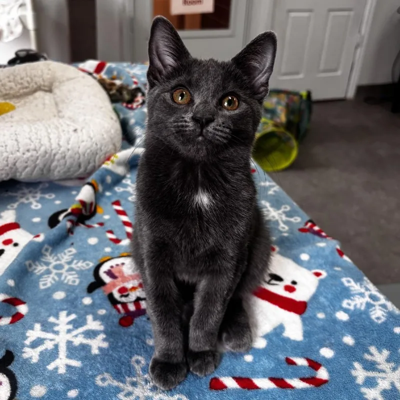 A baby small-sized female Gray / Blue / Silver Domestic Short Hair cat named NCI Lily for adoption in Port Washington, NY