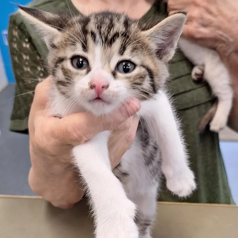 A baby small-sized male Brown / Chocolate Domestic Short Hair cat named Aesop for adoption in Montgomery, AL