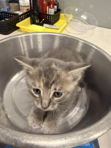 A baby small-sized female Domestic Short Hair cat named Vivian for adoption in San Martin, CA