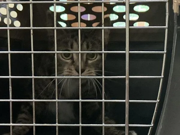 An adult small-sized female Domestic Short Hair cat named Raspberrioli for adoption in Virginia Beach, VA