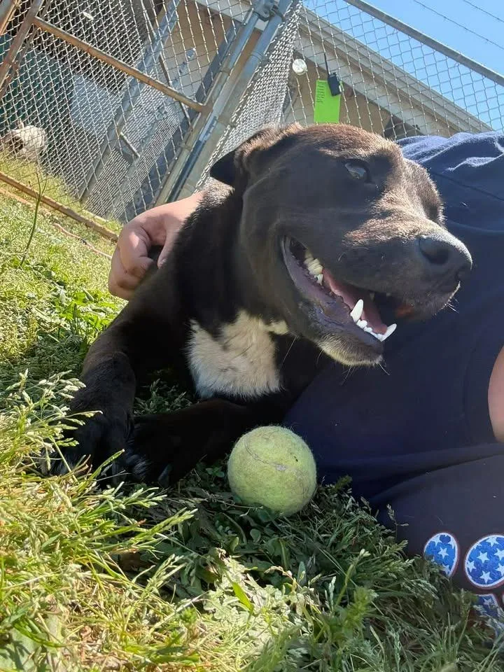A young large-sized male Mixed Breed dog named Barkley for adoption in Lavonia, GA