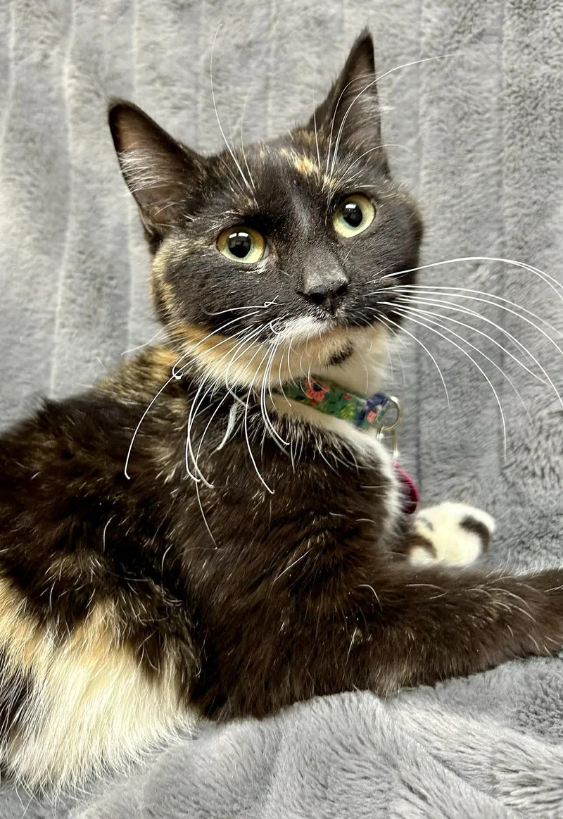 A young medium-sized female Tortoiseshell Domestic Short Hair cat named Verona for adoption in Alexandria, MN