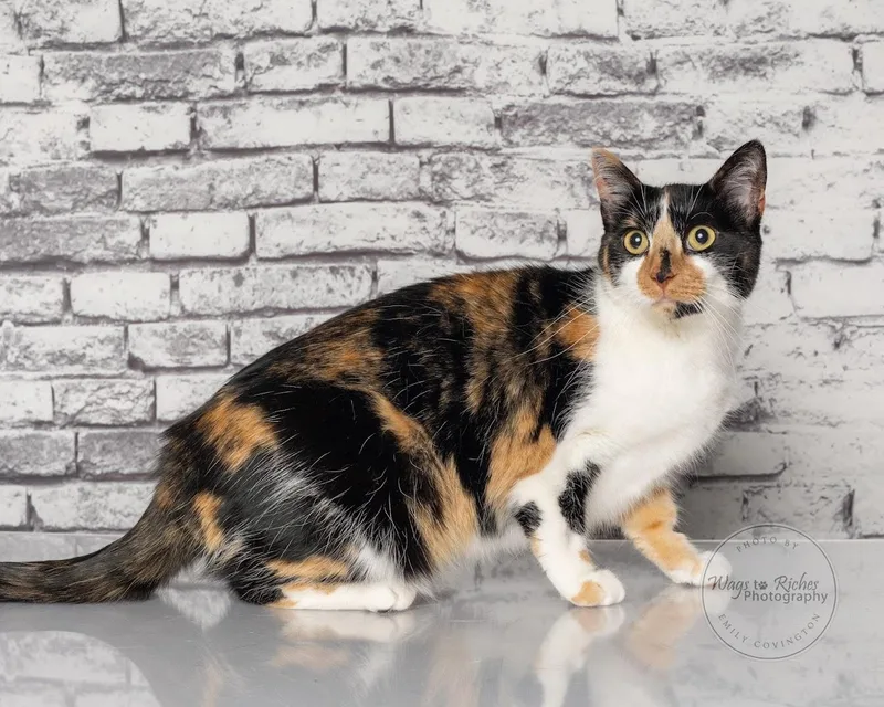 A young medium-sized female Calico cat named Callie for adoption in Tuscaloosa, AL