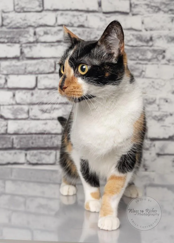 Callie thumbnail 4