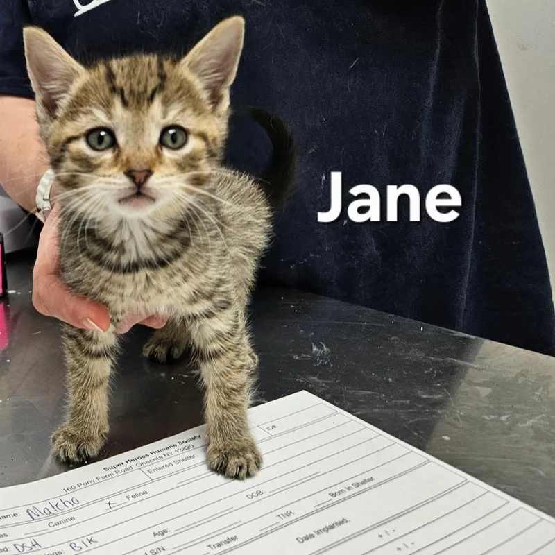 A baby small-sized female Brown / Chocolate Domestic Short Hair cat named Jane for adoption in Oneonta, NY