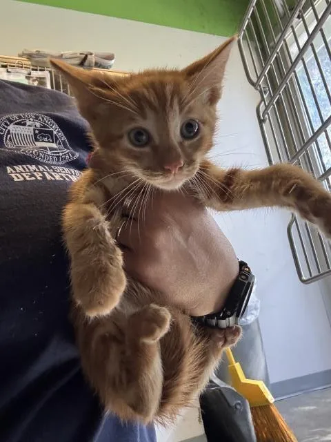 A baby small-sized male Domestic Short Hair cat named Goose for adoption in Los Angeles, CA