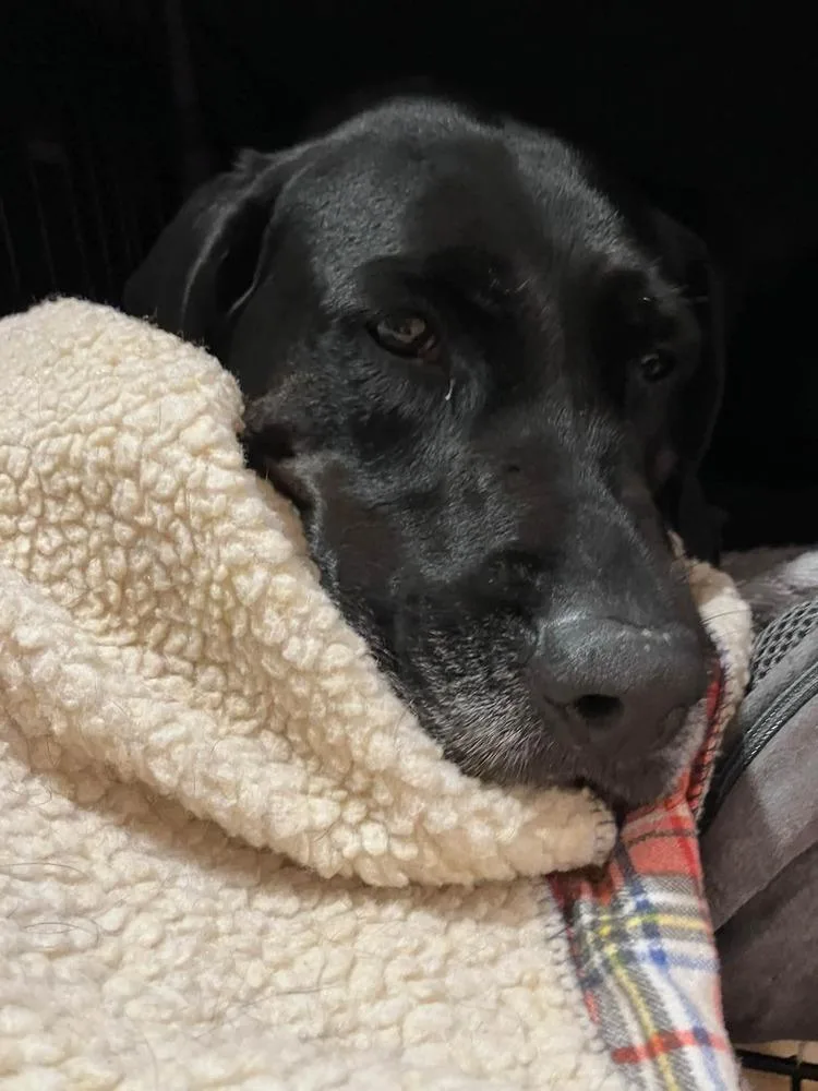 An adult medium-sized female Retriever dog named Lucia for adoption in Bellingham, WA
