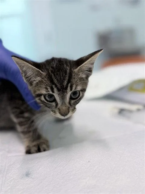 A baby small-sized male Brown / Chocolate Domestic Short Hair cat named Flip for adoption in Tavares, FL
