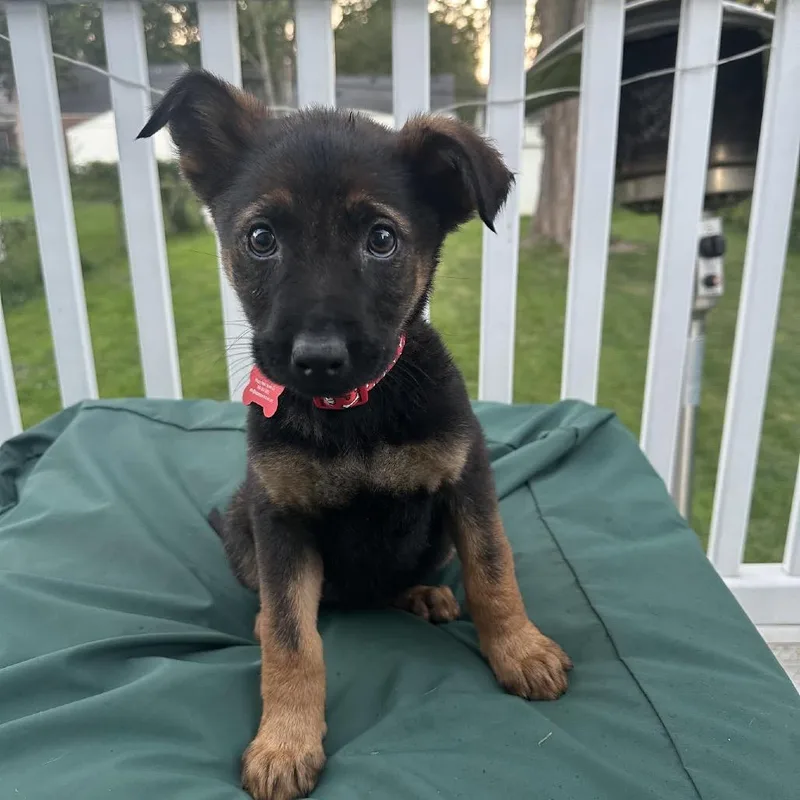 A baby large-sized female Shepherd dog named Forest for adoption in Ferndale, MI