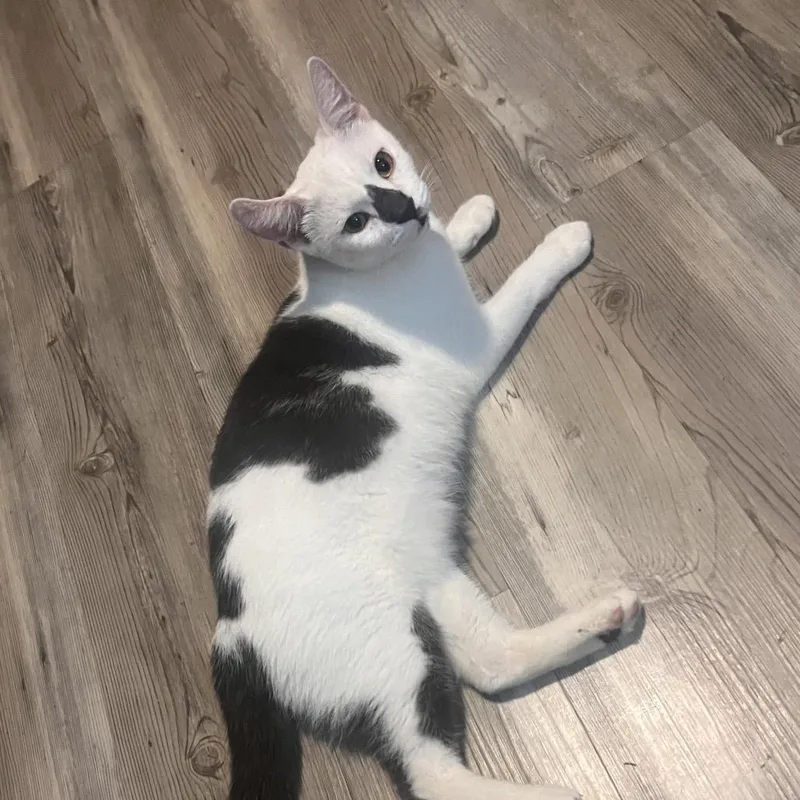 An adult medium-sized female White Domestic Short Hair cat named Unique for adoption in Hamburg, NY