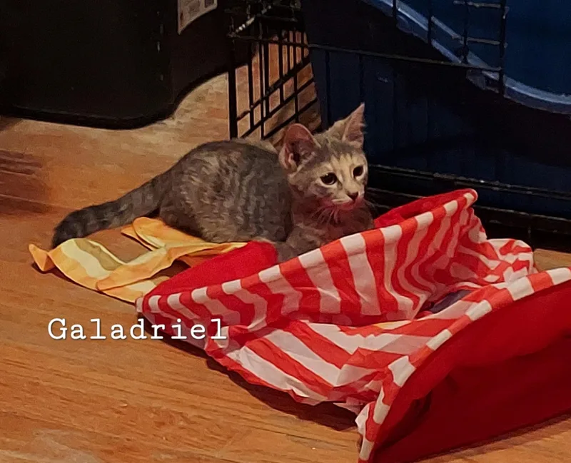 A baby small-sized female Calico Domestic Short Hair cat named Galadriel for adoption in Highland, IN