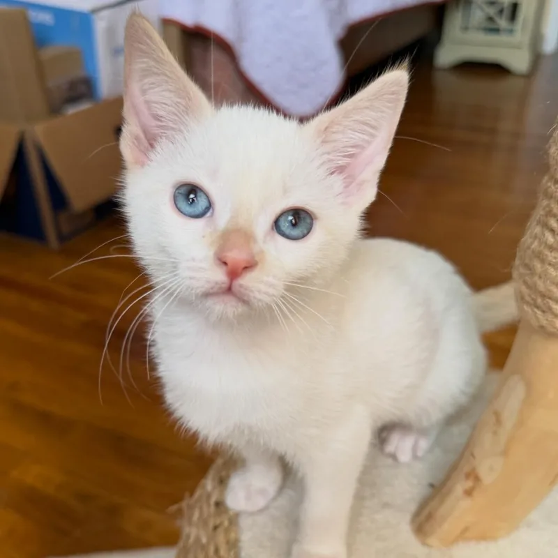 Eloise