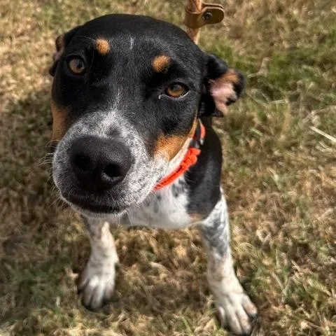 A young medium-sized female Black Catahoula Leopard Dog dog named Maddie for adoption in Floresville, TX