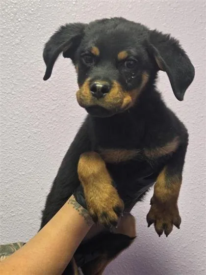 A baby medium-sized male Black Rottweiler dog named 60845319 for adoption in El Paso, TX