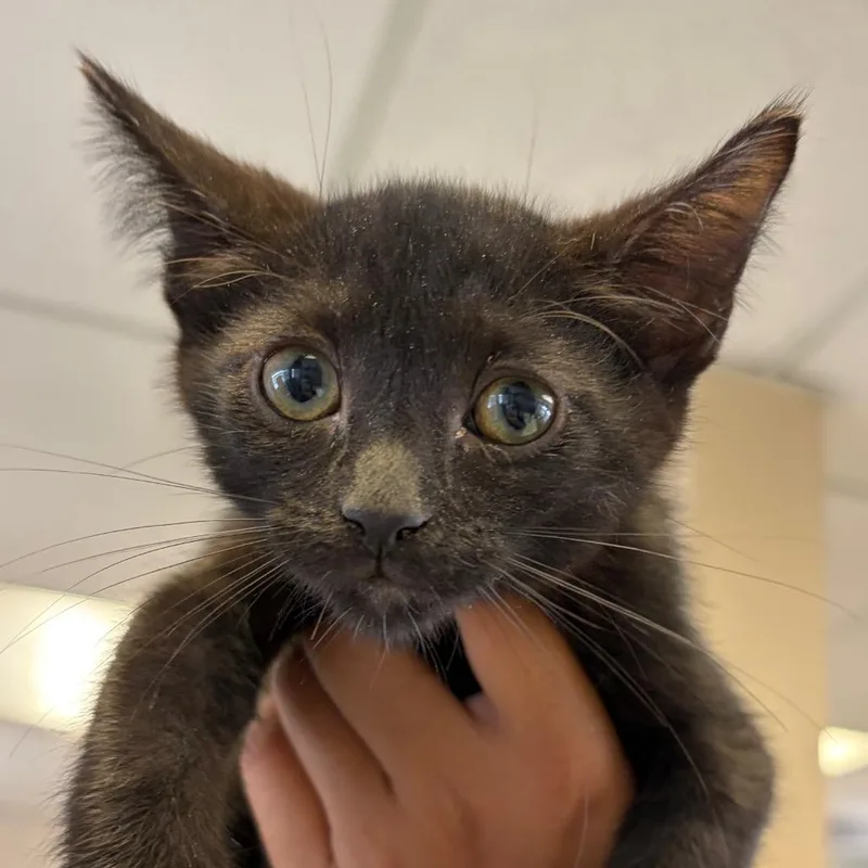 A baby small-sized male Black Domestic Short Hair cat named Neptune for adoption in Santa Barbara, CA