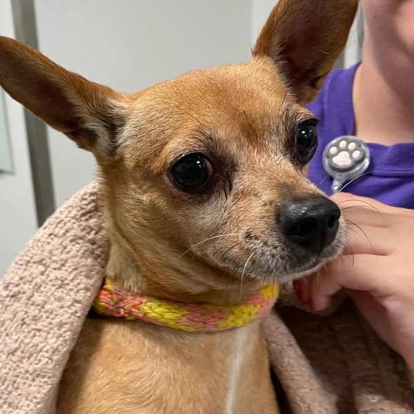 An adult small-sized male Chihuahua dog named Diesel for adoption in Des Moines, IA