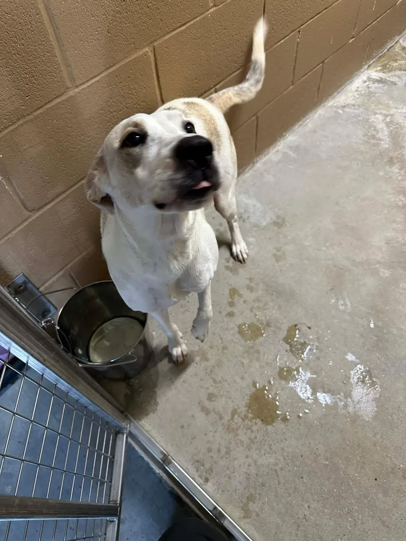 An adult large-sized female Hound dog named Elsa Louisiana for adoption in Rockaway, NJ