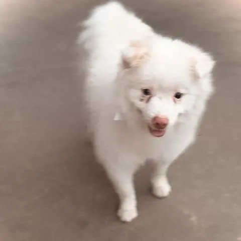 A young medium-sized male White / Cream Pomeranian dog named Prada for adoption in Dover, AR