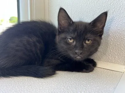 A baby medium-sized female Domestic Short Hair cat named Cocoa for adoption in Elmira, NY