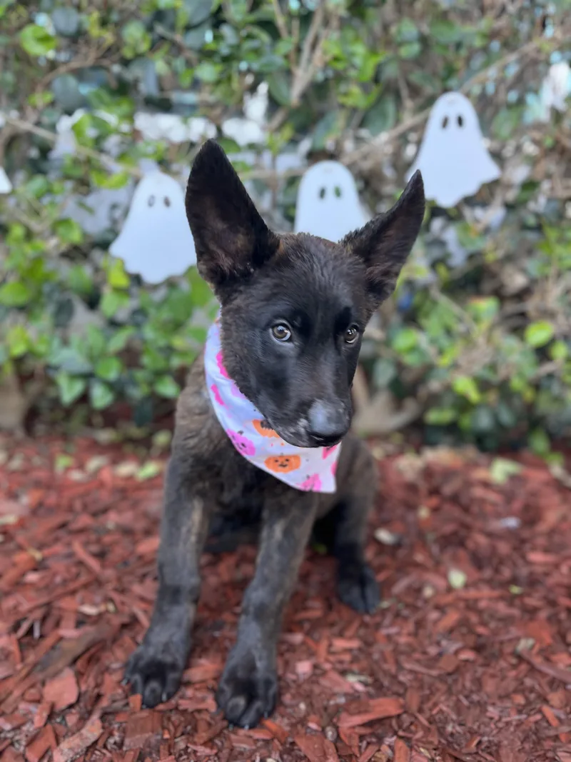 A baby medium-sized male Dutch Shepherd dog named Caleb for adoption in South El Monte, CA