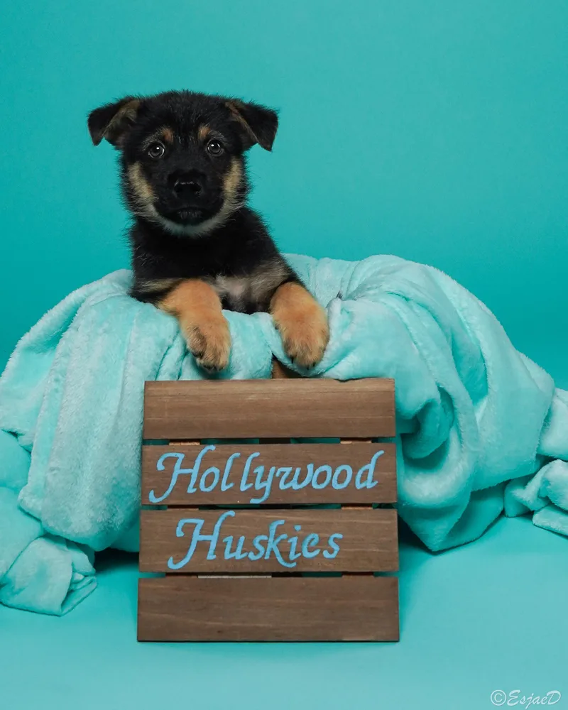A baby medium-sized male Bicolor German Shepherd Dog dog named Mickey  Shepsky for adoption in Studio City, CA