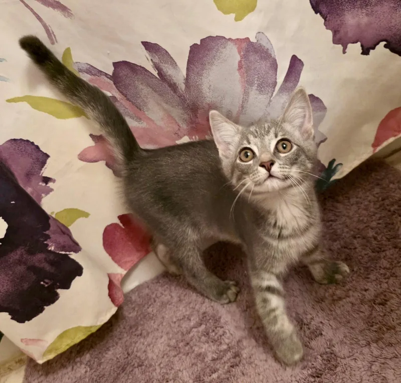 Tortilla