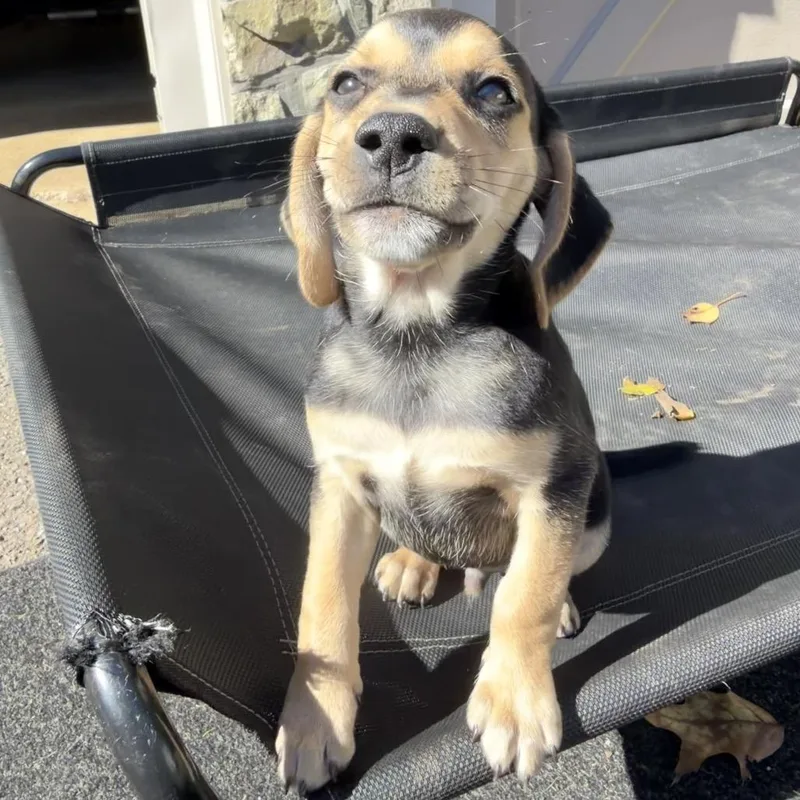 A baby small-sized male Chihuahua dog named Jewels Pup: Jade for adoption in Falls Church, VA