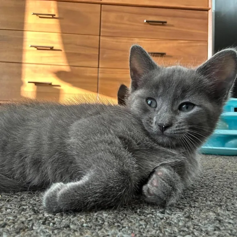 A baby small-sized female Gray / Blue / Silver Domestic Short Hair cat named Harbor for adoption in Nampa, ID