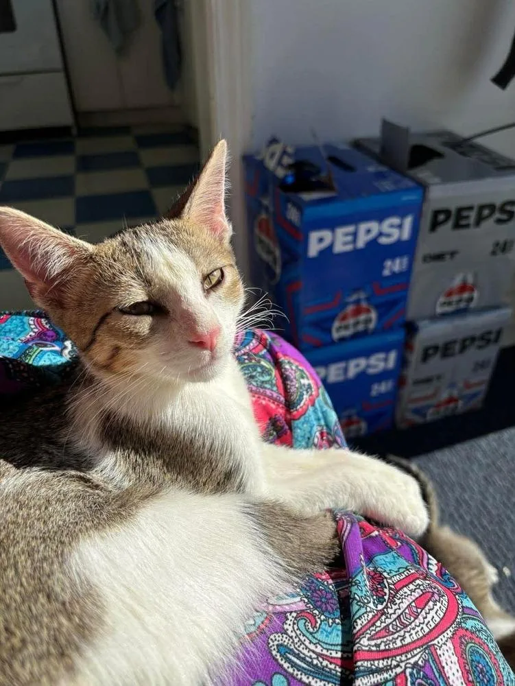 A baby small-sized male Domestic Short Hair cat named Louie for adoption in Chicago, IL