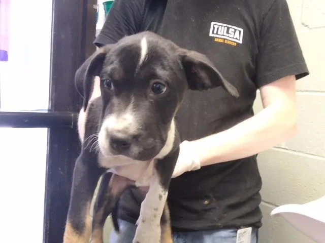 A baby small-sized male Labrador Retriever dog named Mayo for adoption in Tulsa, OK