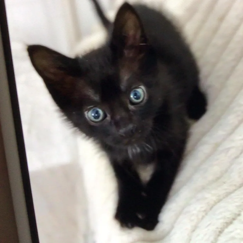 A baby small-sized male Black Domestic Short Hair cat named Wasabi for adoption in New Orleans, LA