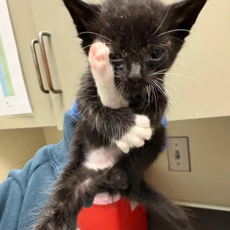 A baby small-sized male Black Domestic Short Hair cat named Alistar for adoption in Columbus, GA