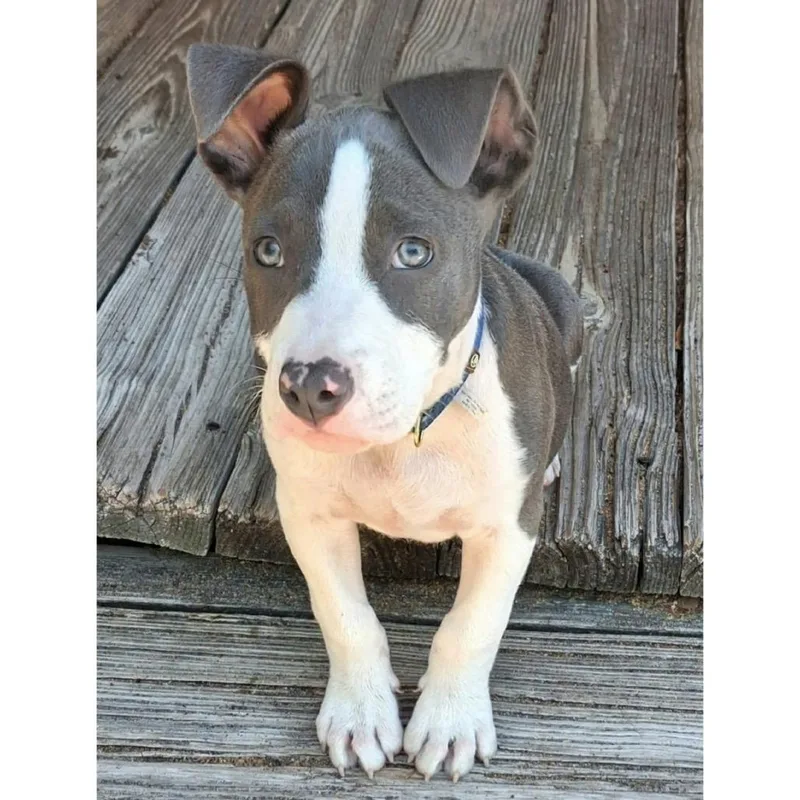 A baby medium-sized male Gray / Blue / Silver Terrier dog named Chevy for adoption in Quakertown, PA