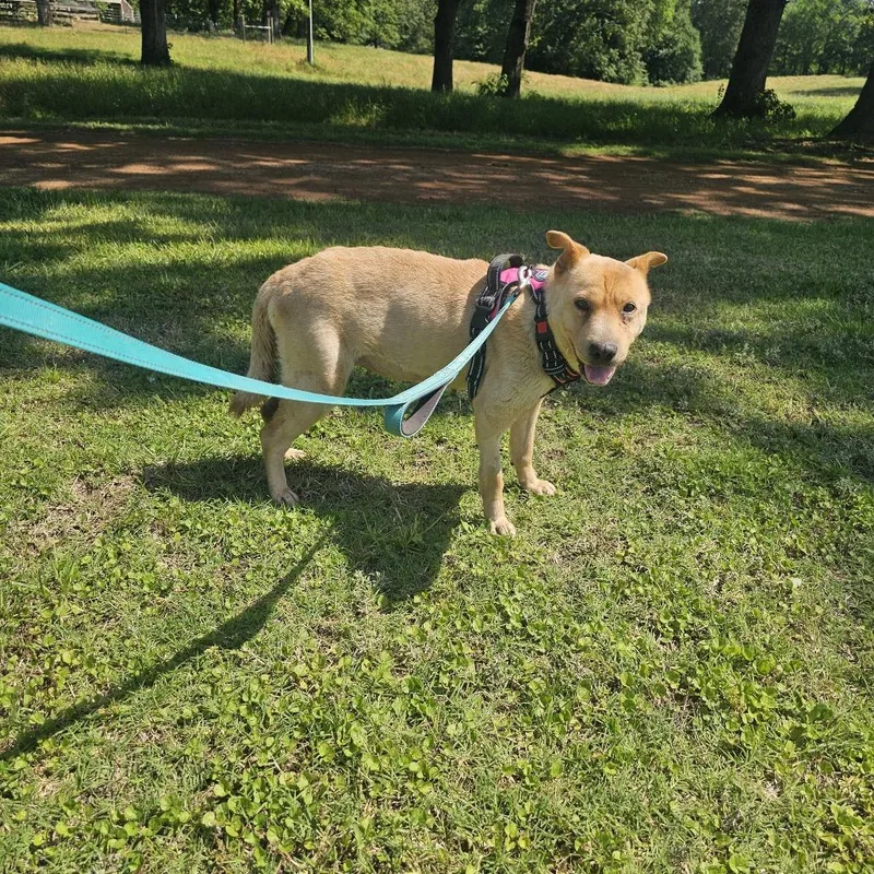 An adult medium-sized female Yellow / Tan / Blond / Fawn Chow Chow dog named Teddie for adoption in Wadena, MN