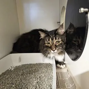 An adult large-sized female Domestic Medium Hair cat named Hannah for adoption in Phoenixville, PA