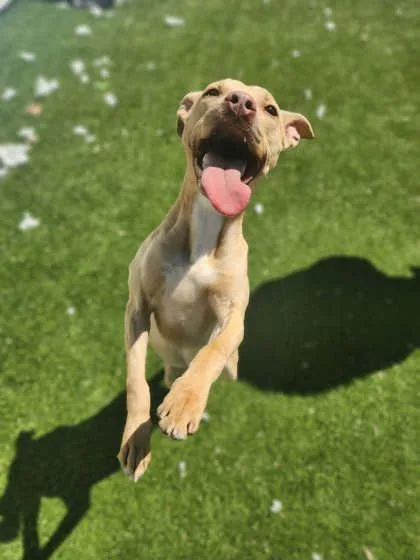 An adult large-sized female Mixed Breed dog named Bambi for adoption in Munster, IN